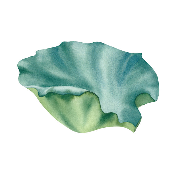 白色背景上的荷叶。睡莲。水彩插图。手绘的美人蕉绿叶。禅意设计。图片下载