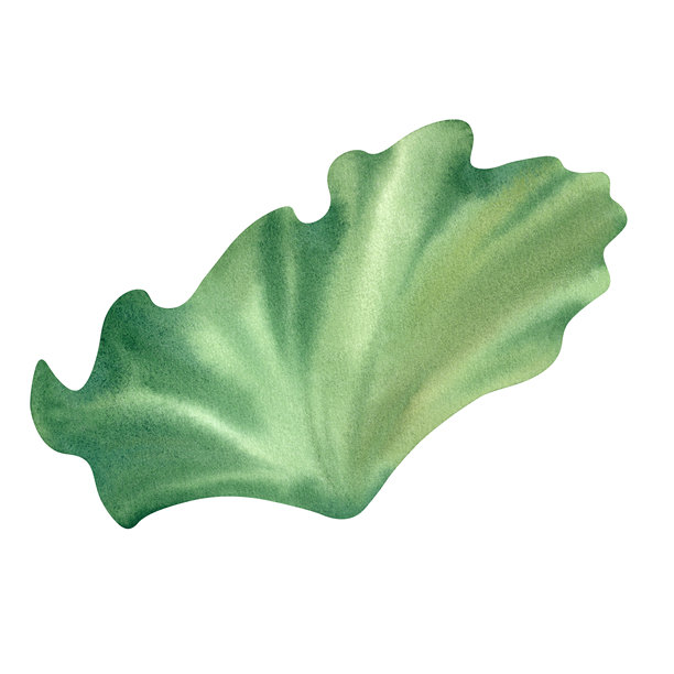 白色背景上的荷叶。睡莲。水彩插图。手绘的美人蕉绿叶。禅意设计。图片下载