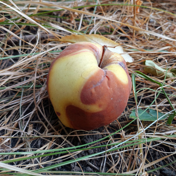 一只表面有棕色腐烂斑点的绿色苹果躺在草地上。方形照片中的腐烂苹果。图片下载