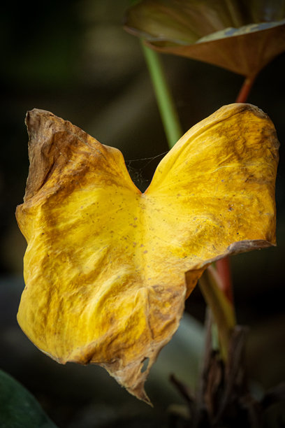 皱缩的叶子艺术3图片下载