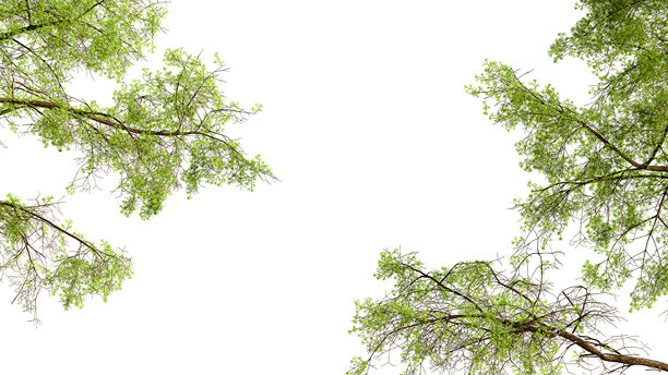 绿色树枝框架在白色背景上图片下载