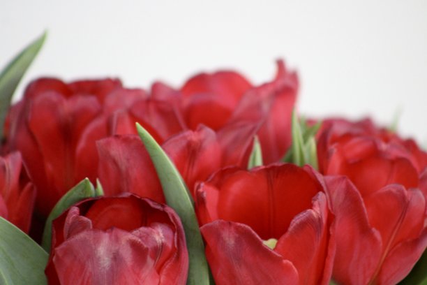 郁金香花束图片下载