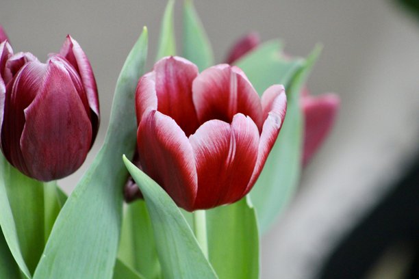 郁金香花束图片下载