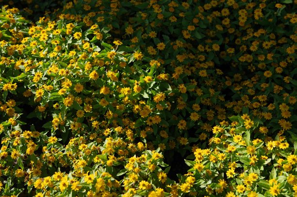 公园和街道上盛开的花朵照片图片下载