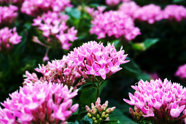 公园和街道上盛开的花朵照片图片下载