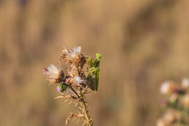 螳螂 - 绿色的螳螂坐在草地上的一根草叶上。野生照片图片下载