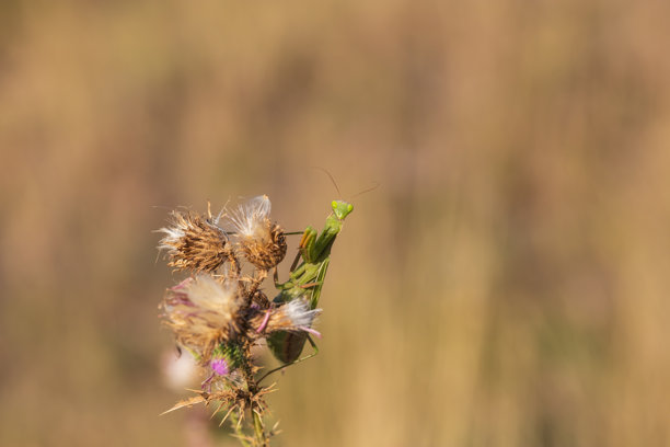 螳螂 - 绿色的螳螂坐在草地上的一根草叶上。野生照片图片下载