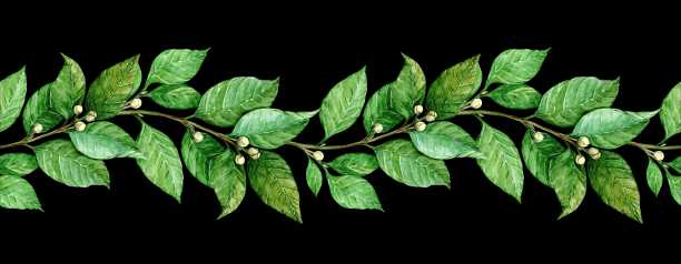 月桂树无缝图案。带有绿色叶子的横向边框。手绘水彩插图，适用于邀请函、问候、照片和文本。古老的胜利和收获象征。图片下载