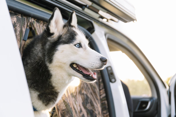 横向照片，哈士奇在露营车的开门处享受美景。生活方式概念。图片下载