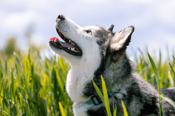 西伯利亚哈士奇在绿色草地上享受阳光的横向照片。动物概念。图片下载