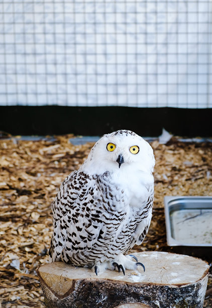 白色雪鸮在动物园的围栏中注视着镜头。夜行性猛禽特写。野生动物。生动的面部表情。智慧的概念。高质量。竖版照片。图片下载