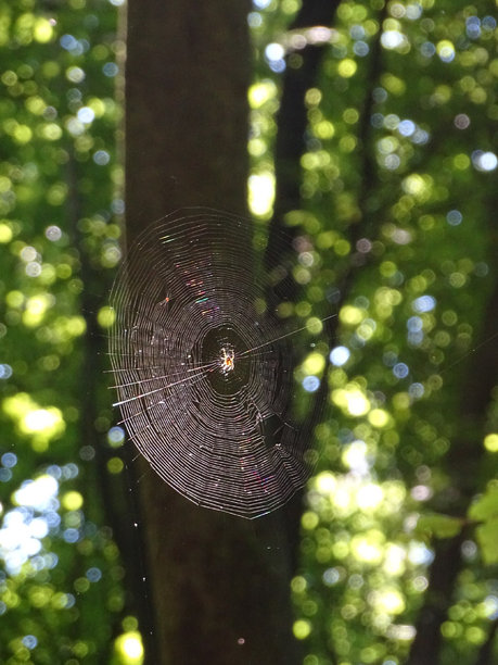 蜘蛛网图片下载