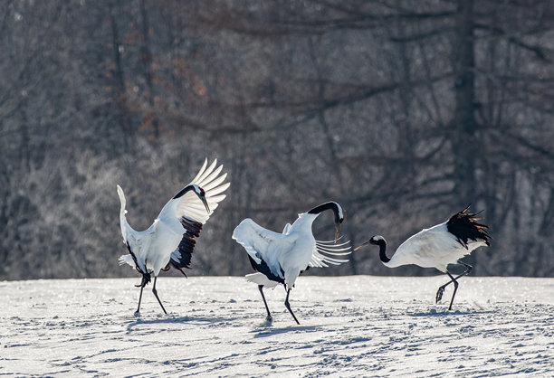 北海道鹤类之间的冲突图片下载