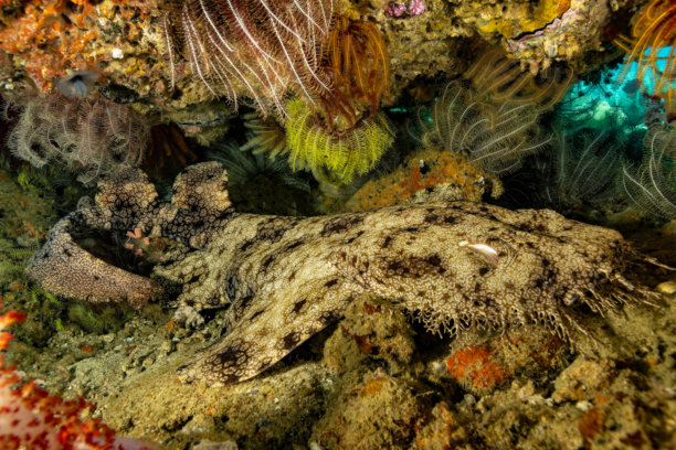 伪装大师，带穗的波纹鲨 Eucrossorhinus dasypogon 在印度尼西亚特里顿湾的小洞穴中图片下载