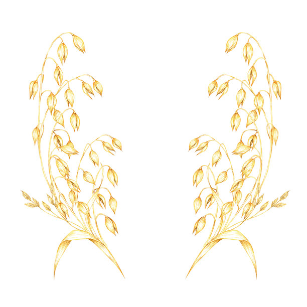 带有金黄色燕麦粒和草本叶子的燕麦秆。燕麦的组成。用于自然健康产品品牌的水彩插图。图片下载