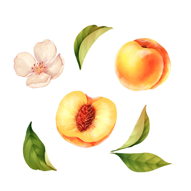 手绘插图：桃子、花朵和叶子。白色背景。图片下载