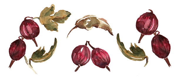 花园里的浆果。图片下载