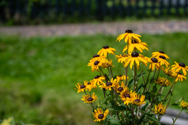 春天花园里的黄色花朵。图片下载