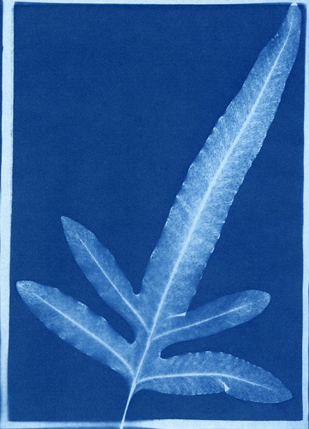 蓝色星蕨的氰版印刷，学名：Phlebodium aureum图片下载