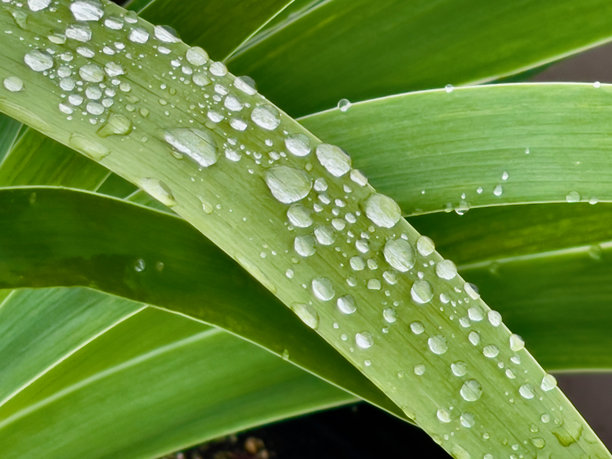 自然绿色叶子背景上的雨滴图片下载