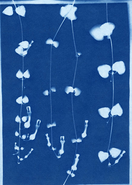 心串植物（Ceropegia woodii）的蓝晒印刷品图片下载