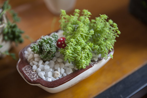 绿色盆栽小植物图片下载