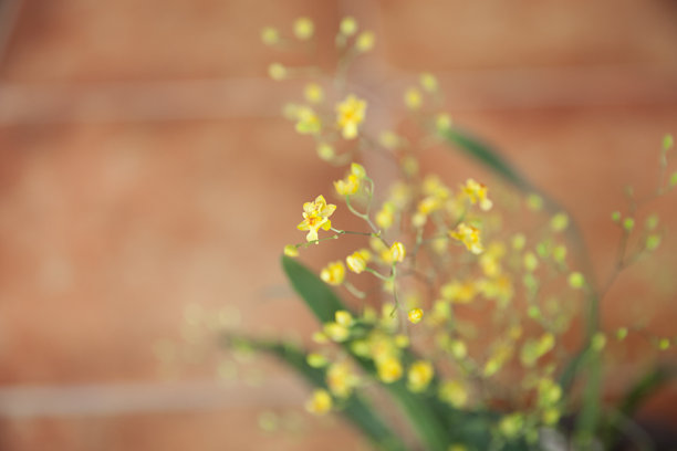 苗圃中的绿色小植物图片下载