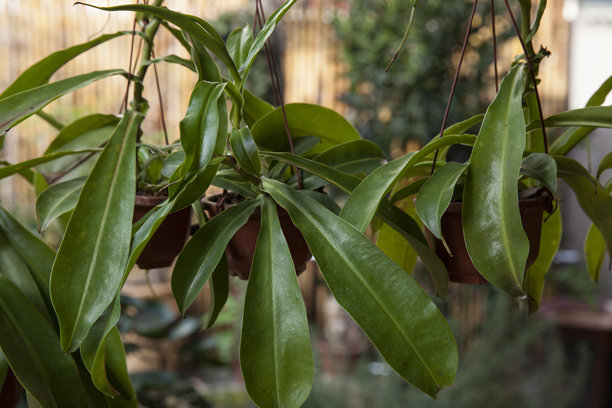 绿色盆栽植物图片下载