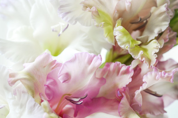 剑兰特写图片下载