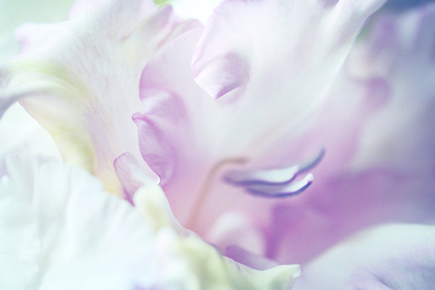 剑兰特写图片下载