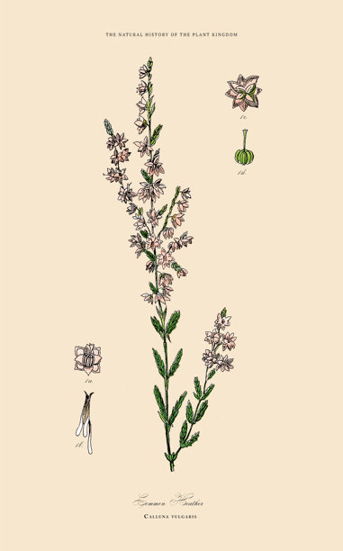 手绘的草本和开花植物，植物王国，维多利亚时代植物插图，大约1853年图片下载