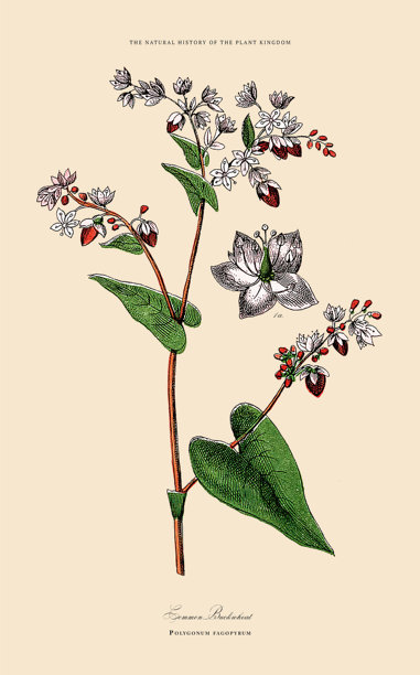 手绘的草本和开花植物，植物王国，维多利亚时代植物插图，大约1853年图片下载