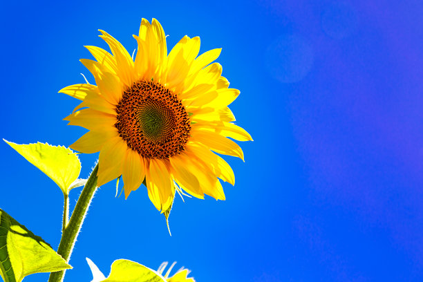 农业田野上金黄色的向日葵与天空中的云朵相映成趣。向日葵田。金色日落。向日葵特写。农业产业。花卉图片。图片下载