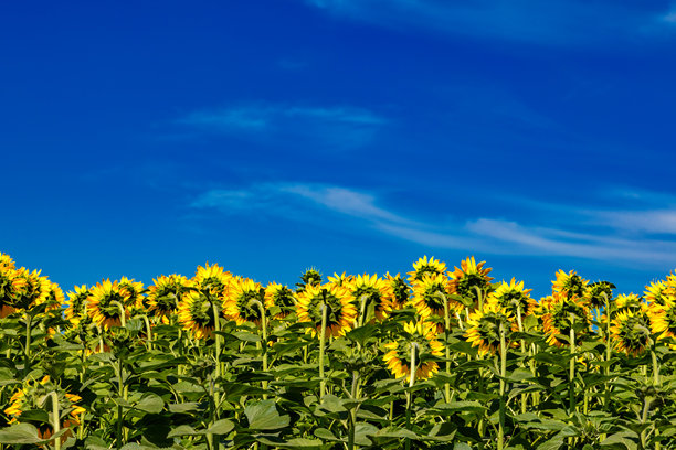 农业田野上金黄色的向日葵与天空中的云朵相映成趣。向日葵田。金色日落。向日葵特写。农业产业。花卉图片。图片下载