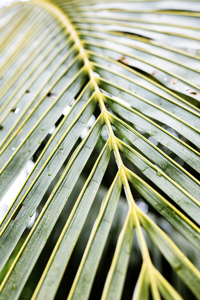 椰子叶线条图片下载