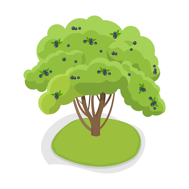 3D等距平面矢量水果树套装。项目1图片下载