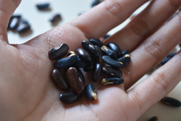 特写镜头展示一只手握着一些黑豆种子。图片下载