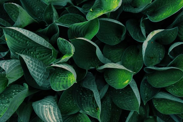 绿叶的特写镜头图片下载