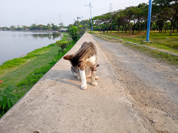 一只猫低头的照片图片下载
