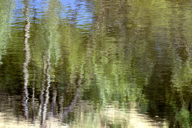 森林在湖面上的倒影照片。图片下载