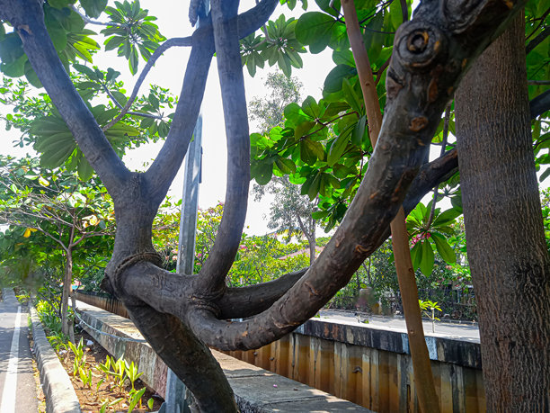 路边一棵独特树干的照片图片下载