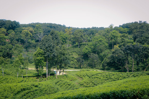 无尽的绿色图片下载
