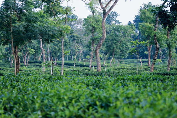 无尽的绿色图片下载