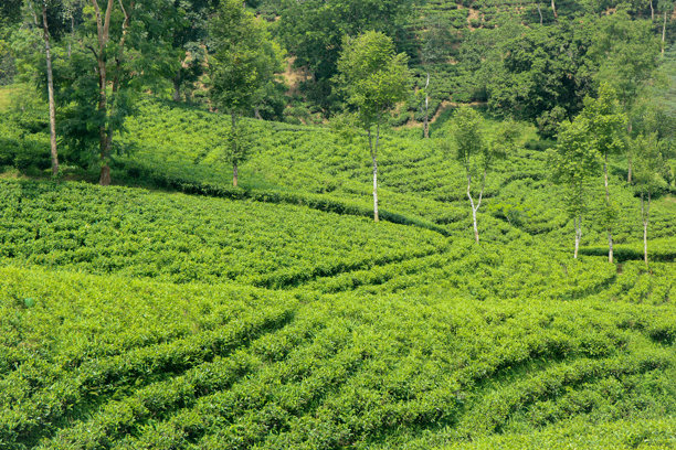 无尽的绿色图片下载