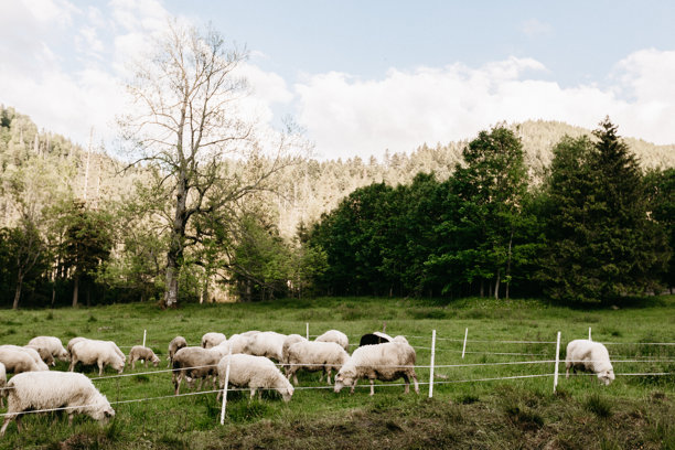 山坡上的羊群照片。动物在自然环境中。山中和草地上的羊。图片下载