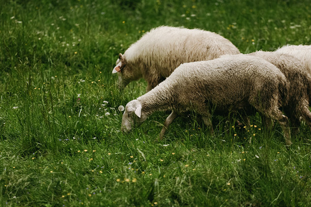 山坡上的羊群照片。动物在自然环境中。山中和草地上的羊。图片下载
