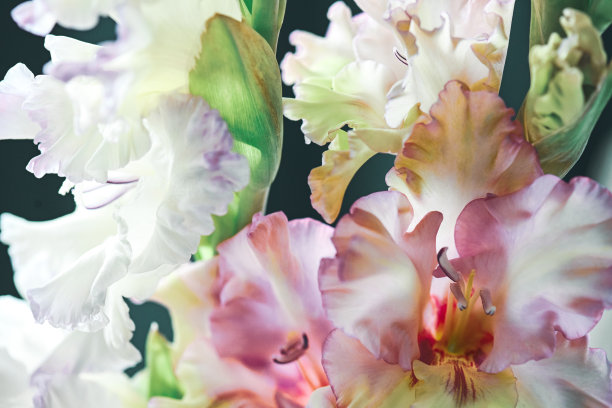 剑兰特写图片下载