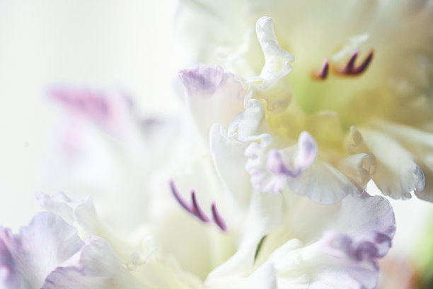 剑兰特写图片下载