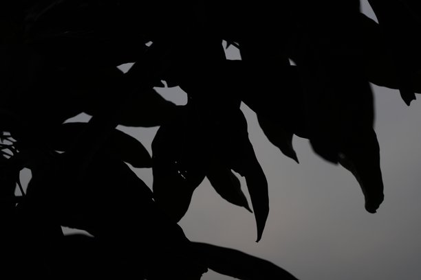 芒果树叶的轮廓剪影图片下载