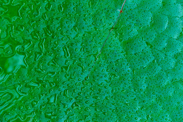 绿水 lily 叶子上的水滴特写照片。图片下载